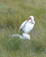 White Ibis